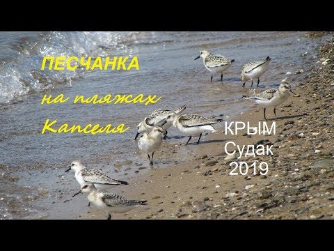 Песчанка Calidris alba, Крым, СУДАК 2019,  Пляж в Капсельской бухте 04 сентября
