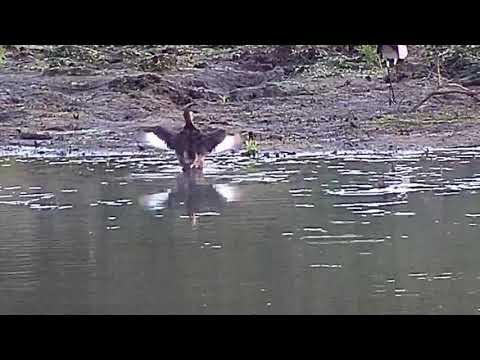 Djuma: Little Grebe juvenile and Blacksmith Lapwing - 06:43 - 04/30/20