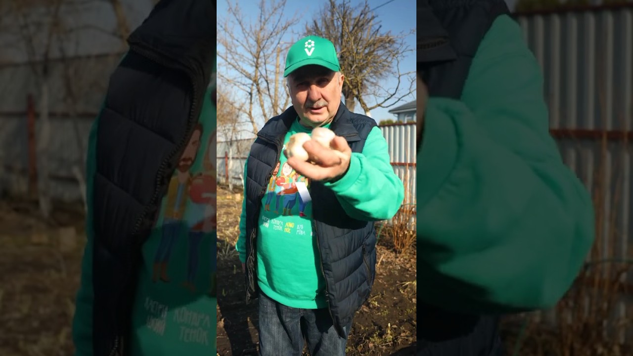 Посыпьте этой смесью чеснок рано весной &ndash; вырастет огромным! Первая подкормка чеснока