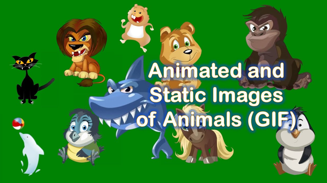 Animated and Static Images of Animals (GIF) - Aviel Timelapse