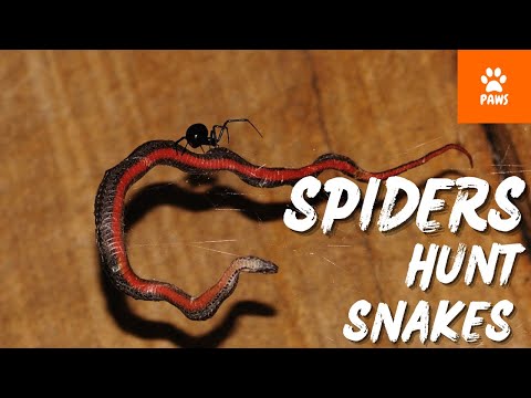 This Is How Spiders Hunt Snakes for Dinner   Spider Vs Snake
