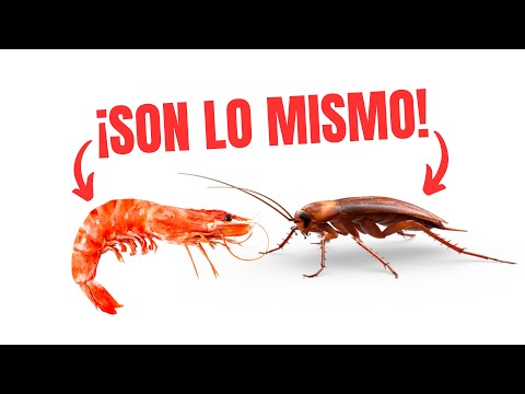 download lagu mp3 mp4 Que Son Los Camarones, download lagu Que Son Los Camarones gratis, unduh video klip Que Son Los Camarones
