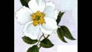 Cherokee Rose