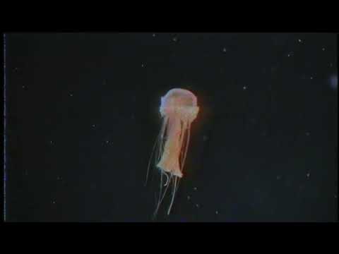 Olvi - Garanti (Official Audio)