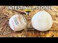 Horse Intestinal Stone Cut in Half with Waterjet