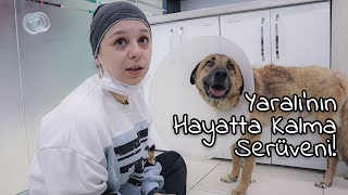 YARALI'NIN HAYATTA KALMA SERÜVENİ! - Arabayla Çarpılan Yaralı'nın 3 Ay