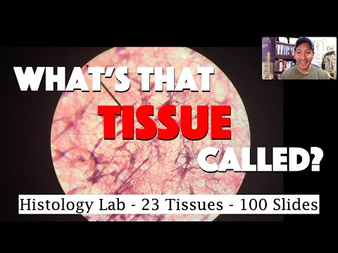 Histology Lab Demonstration: 100 Microscopic Slides of 23 Tissues