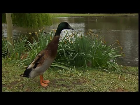 Long Boi the tall duck - gets a duck statue (UK) 26/Sep/2024