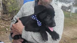 Video preview image #1 Shepradors Puppy For Sale in Bandera, TX, USA