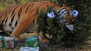 Meow-y BIG Cat Christmas