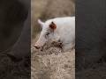 Completely White Feral Pig Australia