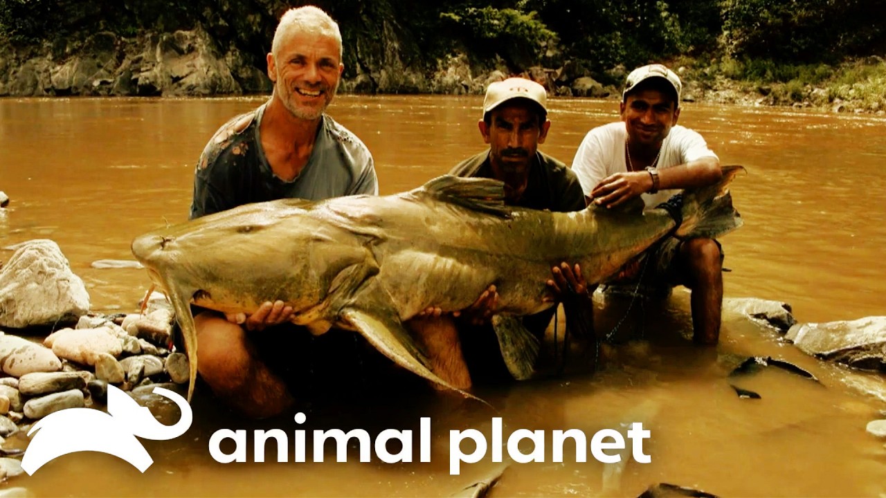 Jeremy Wade's BIGGEST Fish Catches! | River Monsters | Animal Planet