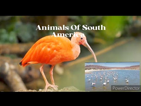 Animals Of South America 4K ,