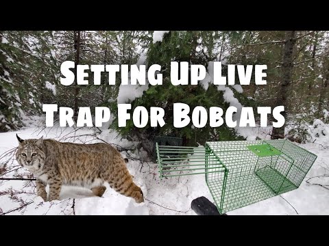 Setting Up A Live Trap For Bobcats - Bobcat Trapping