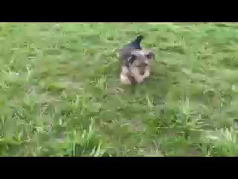 Theo - Morkie / Yorktese puppy for sale
