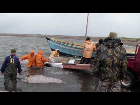 Рожденные свободными (трейлер)