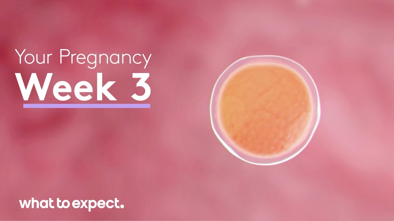 3 Weeks Pregnant - What to Expect - YouTube