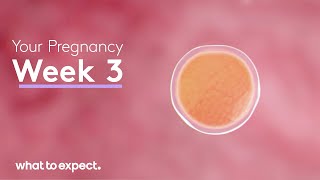 3 Weeks Pregnant - What to Expect