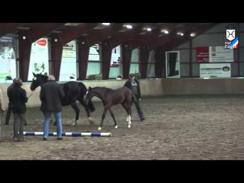 Holsteiner Stutfohlen von Uriko