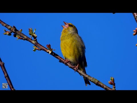 Greenfinch call and song, Grønnfink, Обыкновенная зеленушка голос, Verdier d'Europe chant, #p1000