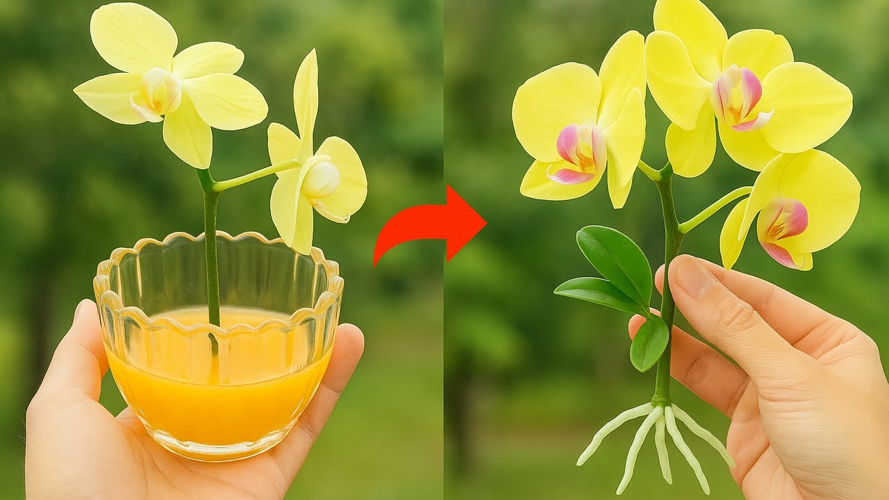 Know this secret! You can propagate thousands of orchids at will
