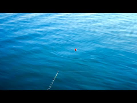 Bobber Fishing Salmon EVERY CAST! (King Salmon Run 2025)