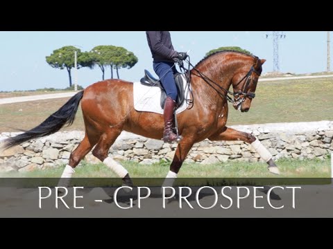 ESCRITOR PRE HORSE - GRAND PRIX PROSPECT - PIRO FREE