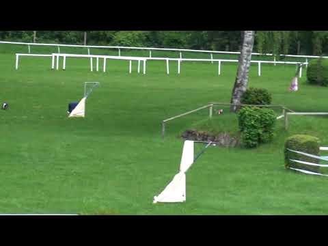 Coursing Argovia 2018 Whippet Dishita Janis