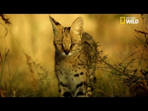 Le serval est un chasseur agile et très rapide