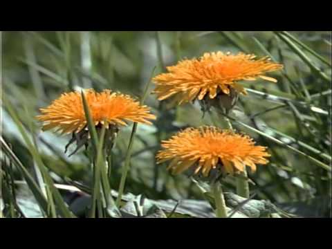 Jubilosos Te Adoramos Himnos y Cantos de Ayer y Hoy