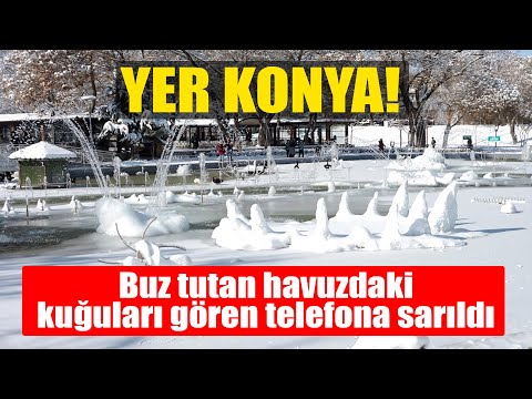 Konya'da buz tutan havuzdaki kuğuları görenler telefona sarıldı!