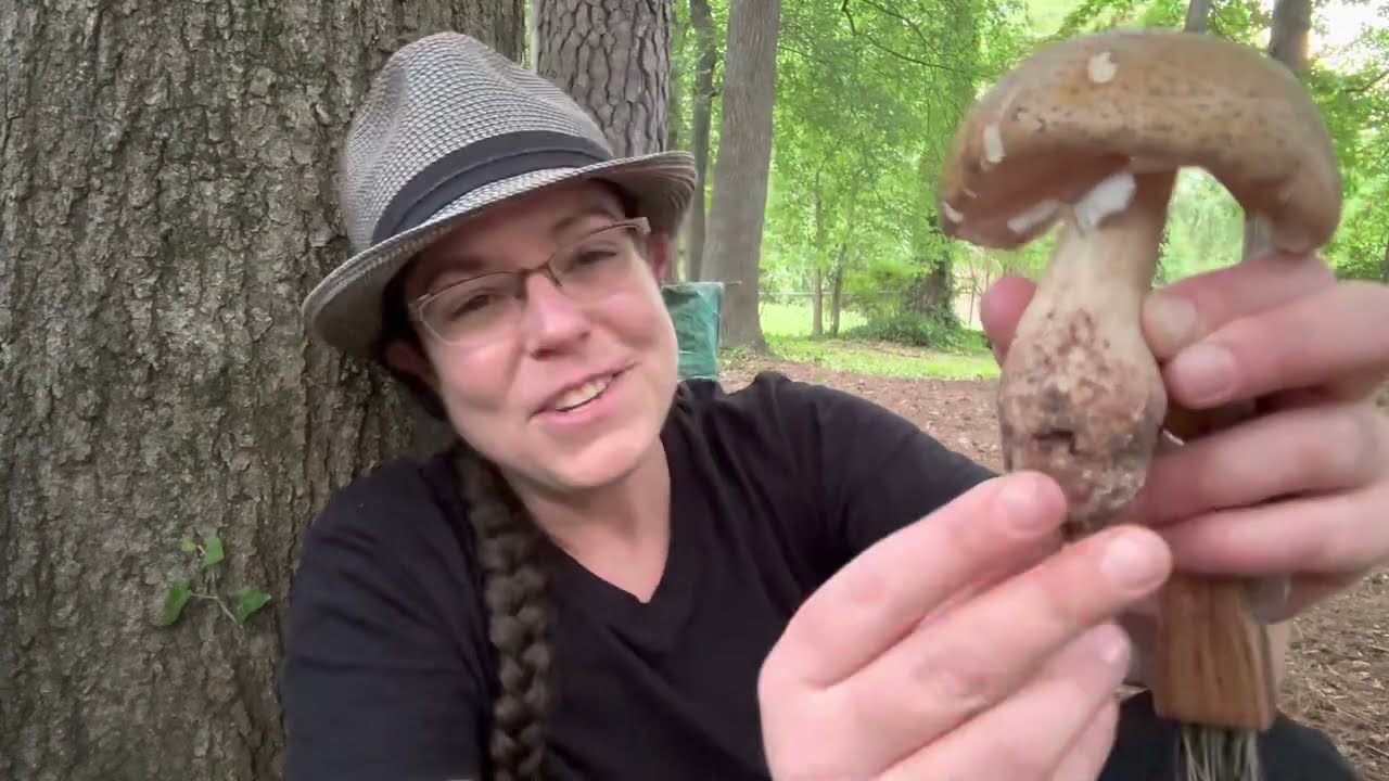 Introducing the blusher, Amanita amerirubescens species group - YouTube