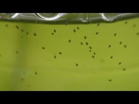 How to Breed Seed Shrimp Ostracoda
