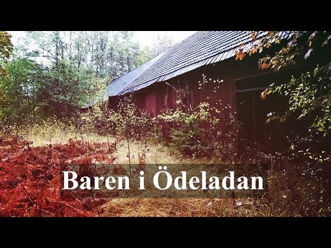 BAREN och PUBEN i ÖDELADAN i REGNET - Blekingeskogar - 2022-09-18 - Sony Xperia I mk2