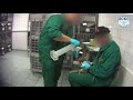 **LEAKED VIVISECTION FOOTAGE** Animal Testing [Germany]