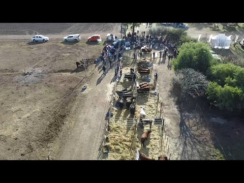 Cabaña Santa María desarrollo su 4to. remate a campo con muy buenos precios