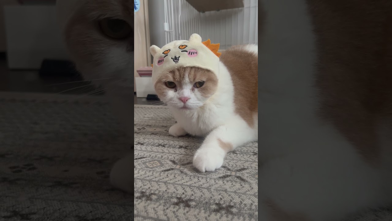 15秒後に反応する猫 #cat #pets #スコティッシュフォールド