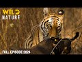 WILD INDONESIA Apex Predators Of The Archipelago Animal Documentary