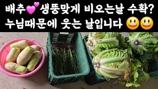 배추