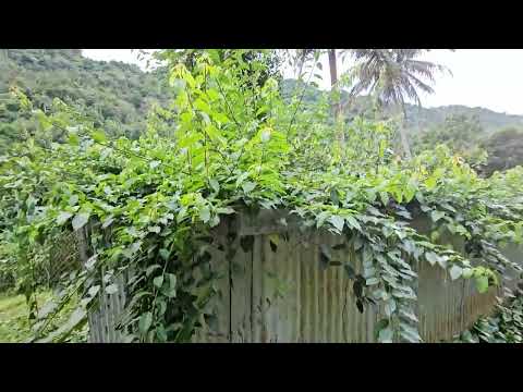 Seguimos bregando en la casa de campo de Puerto Rico