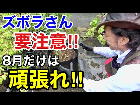 8月の園芸作業は最低限これだけやれば大丈夫です　【カーメン君】【園芸】【ガーデニング】【初心者】