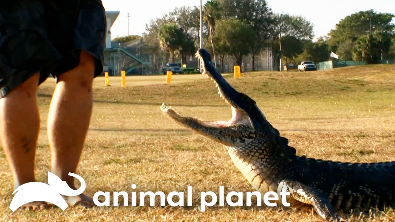 Extremely Fast Gator at the Driving Range! | Gator Boys | Animal Planet