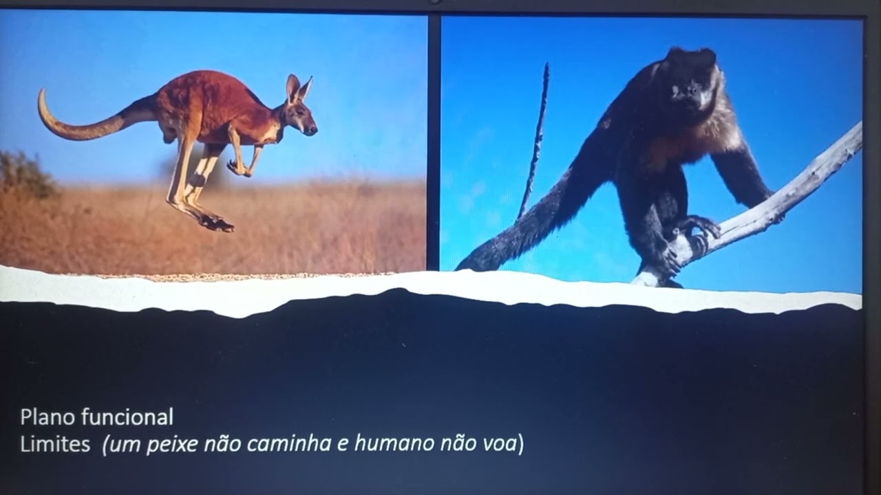 coluna vertebral introdução