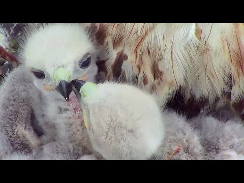 Cornell Red Tailed Hawk~Great closeups from the little ones~12:05 PM 2022/05/07