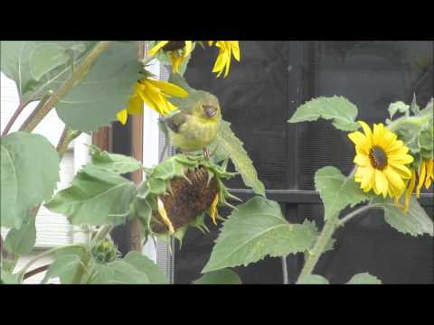 American Goldfinch and Sunflower