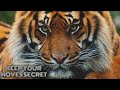 Shere Khan The Tiger Attitude 30 Sec WhatsApp Status