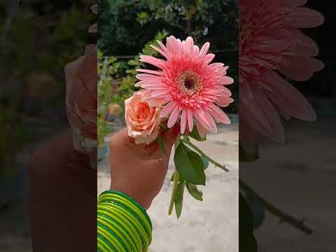 Flowers .🥰♥️ #shorts #flowers #shortvideo