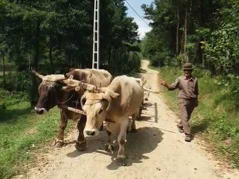 GHEORGHE VLADESCU SI CARUL CU BOI de Mihai ANGHEL