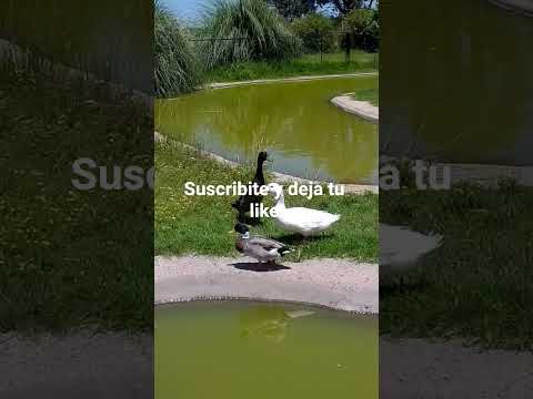 Arrecifes Buenos Aires