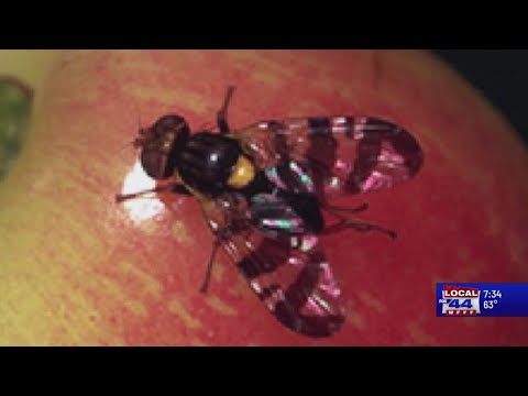 Warning issued for European Cherry Fruit Fly
